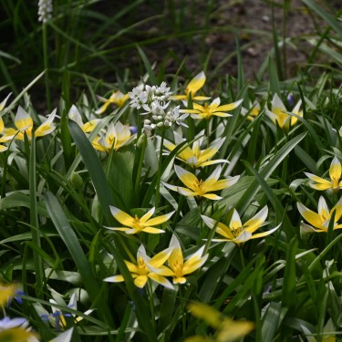 Tulipa tarda