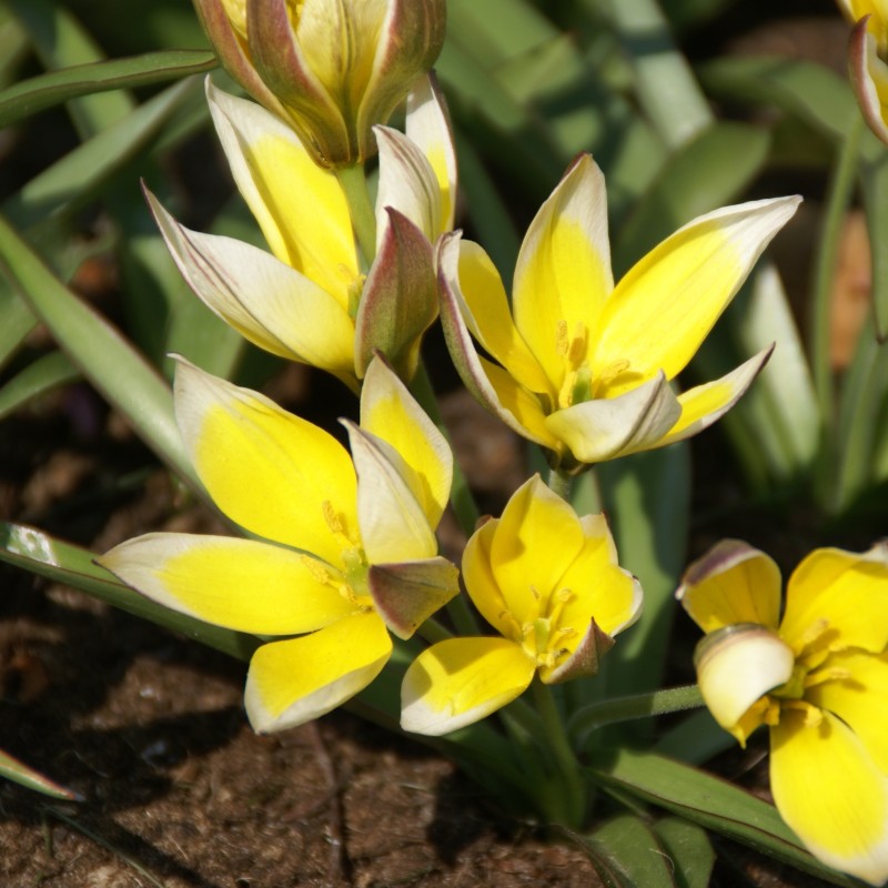 Tulipa tarda