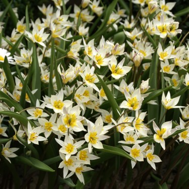 Tulipa turkestanica