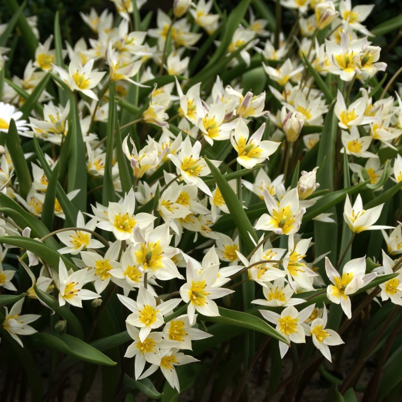Tulipa turkestanica