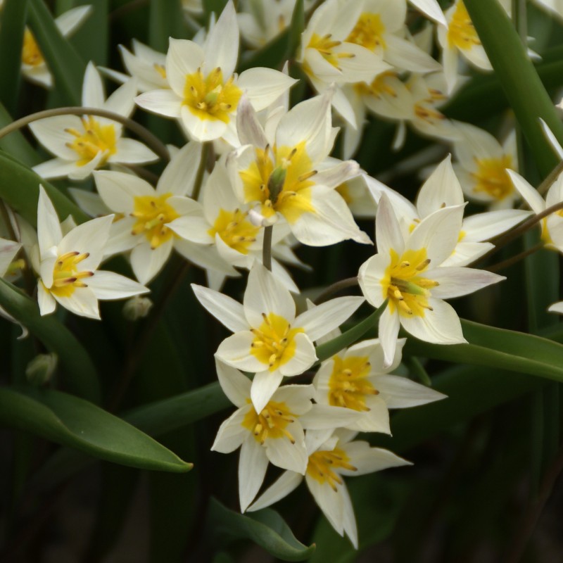 Tulipa turkestanica