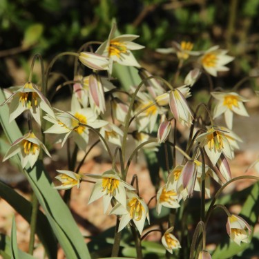 Tulipa turkestanica