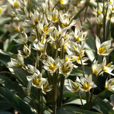 Tulipa turkestanica