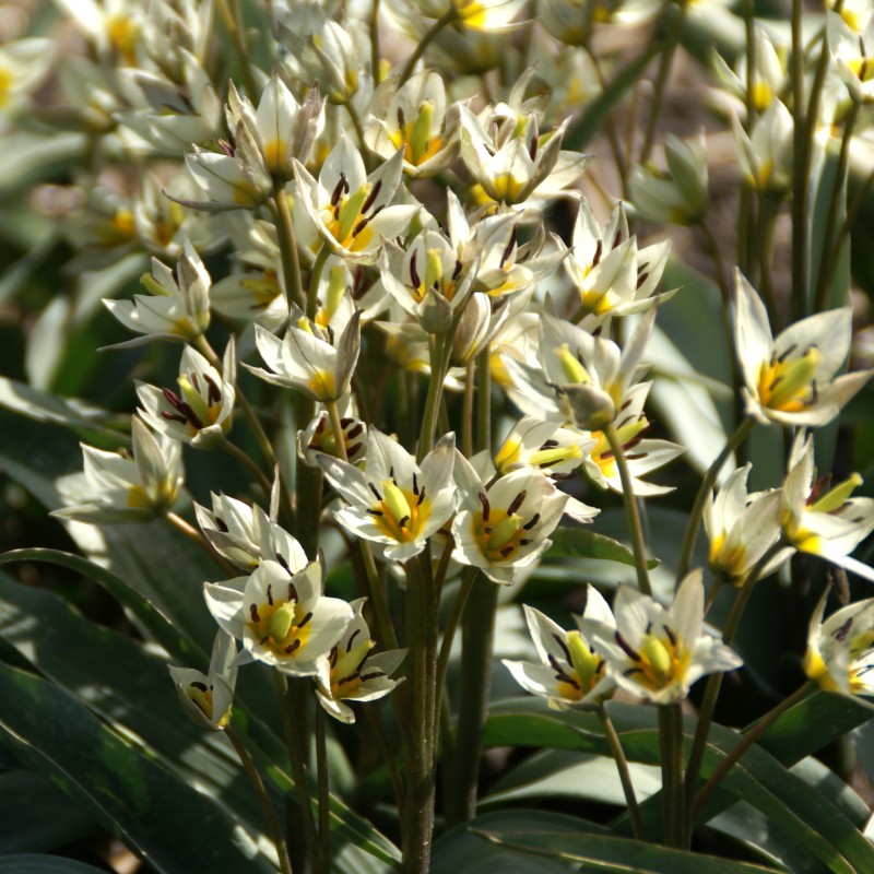 Tulipa turkestanica