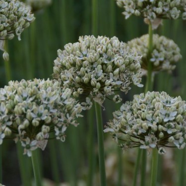 Allium nigrum