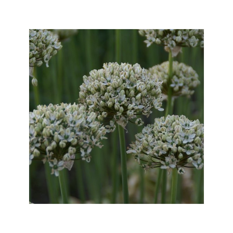 Allium nigrum