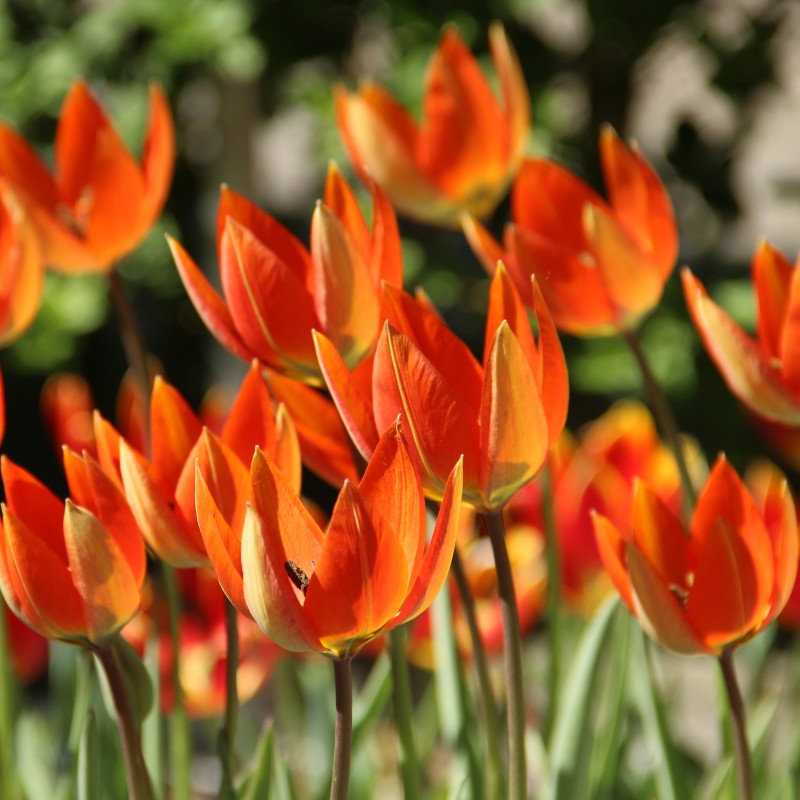 Tulipa whittallii