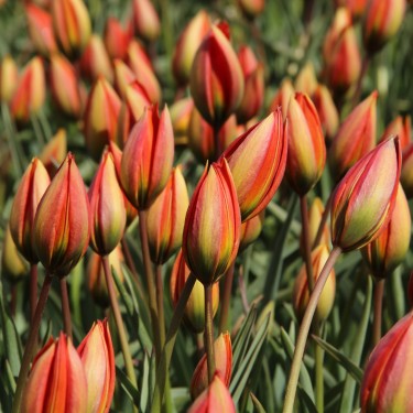 Tulipa whittallii