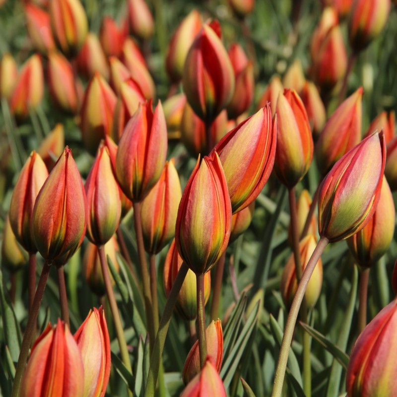 Tulipa whittallii