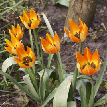 Tulipa whittallii