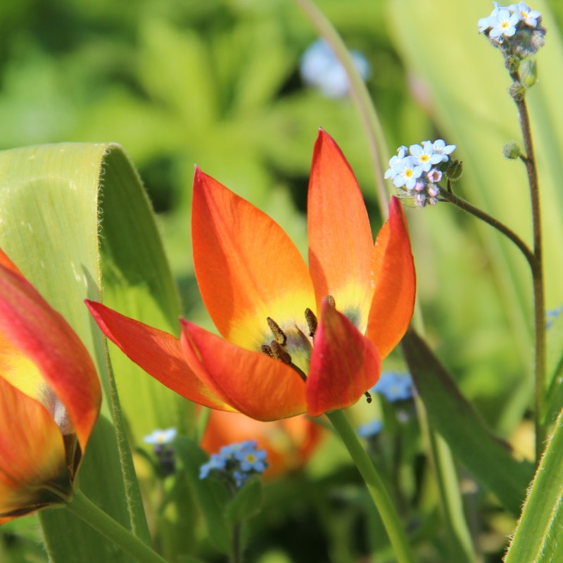 Tulipa whittallii
