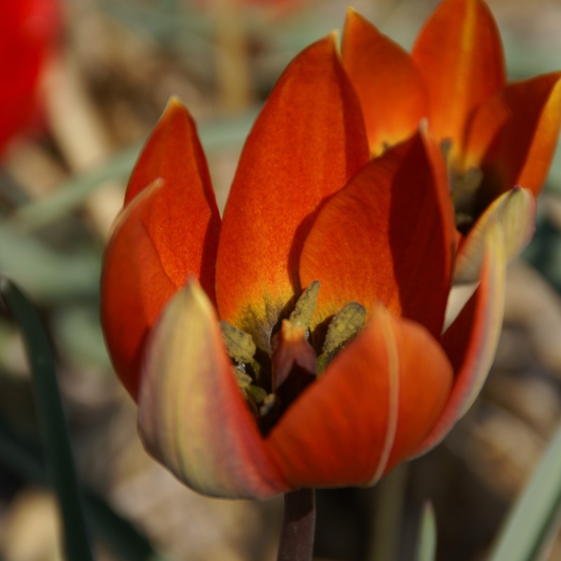 Tulipa whittallii