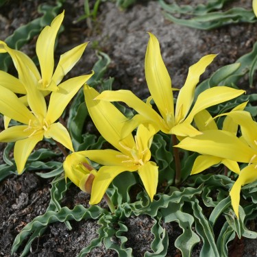 Tulipa zonneveldii
