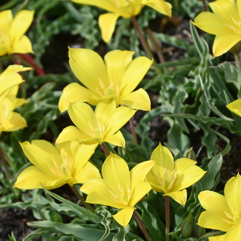Tulipa zonneveldii