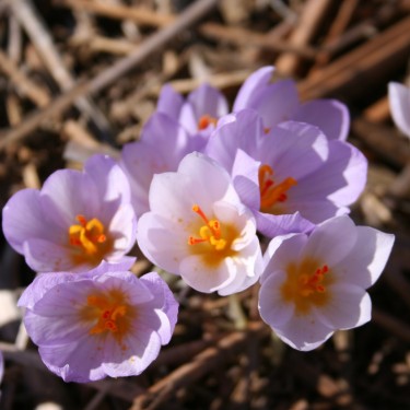 Crocus hadriaticus forma lilacinus