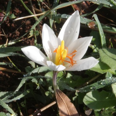 Crocus lycius