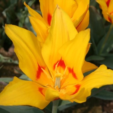 Tulipa tschimganica 