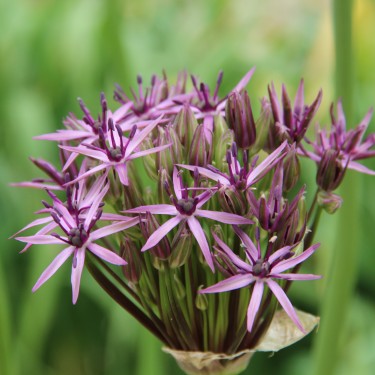 Allium 'Metallic Shine'