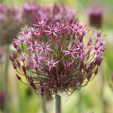 Allium rosenbachianum subsp. kwakense