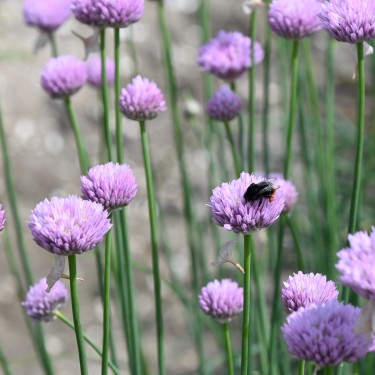 Allium rubellum