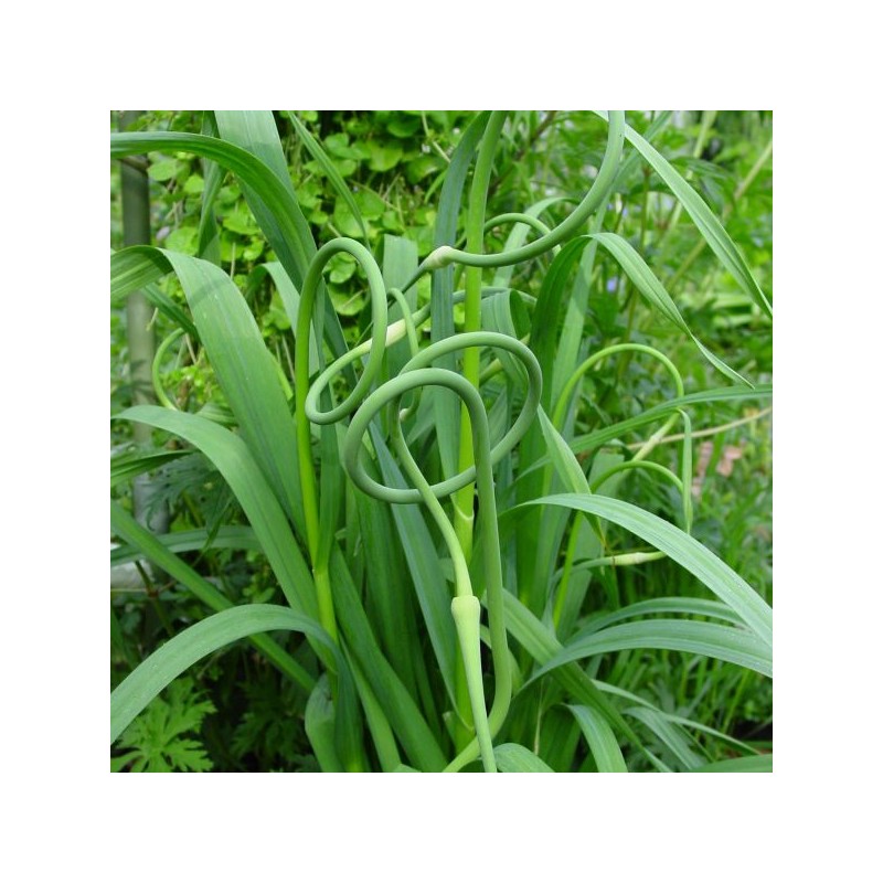 Allium sativum v. ophioscorodon