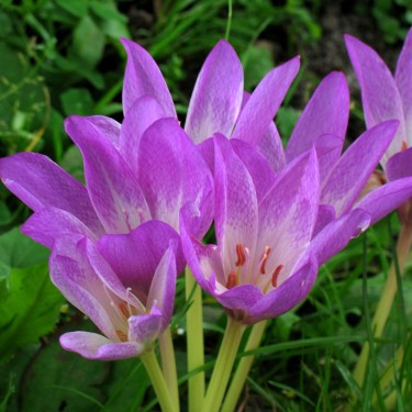 Colchicum 'Beaconsfield'