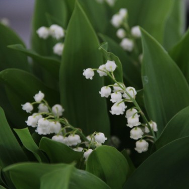 Convallaria majalis 'Vierländer Glockenspiel'