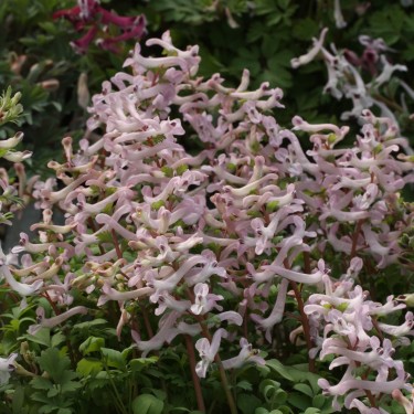 Corydalis paschei
