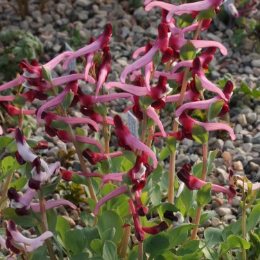 Corydalis popovii