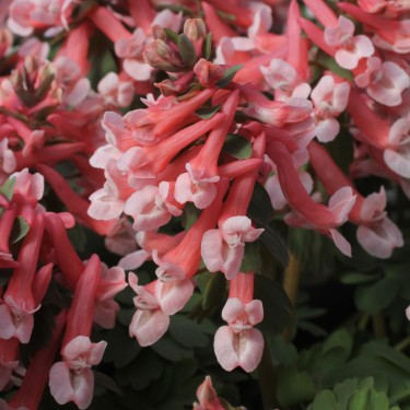 Corydalis solida 'Falls of Nimrodel'