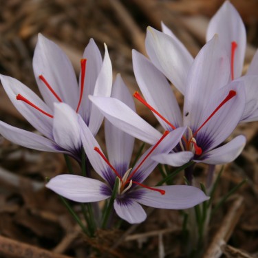 Crocus mathewii 'Purple Eye'