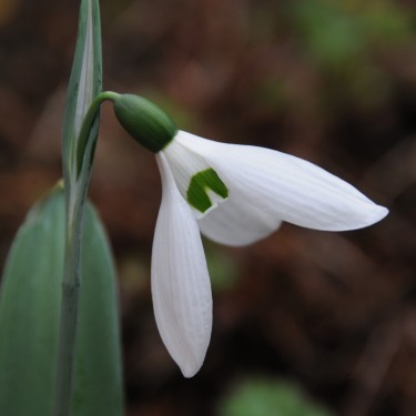 Galanthus 'Deer Slot'