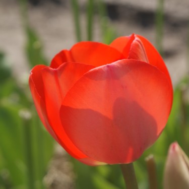 Tulipa 'Gordon Cooper'