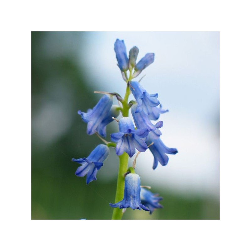 Brimeura amethystina