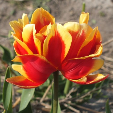 Tulipa 'EL Toreador'