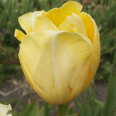 Tulipa 'Helga'