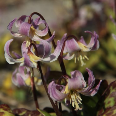 Erythronium x revolutum 'Sunset Serenade'