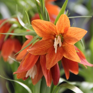 Fritillaria eduardii 'Castor'