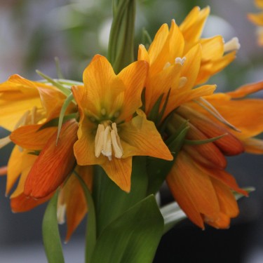 Fritillaria eduardii 'Pollux'