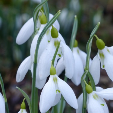 Galanthus 'Miss Willmott'