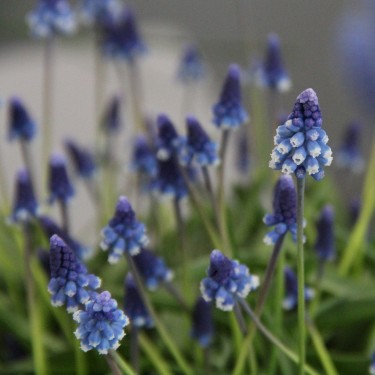 Muscari 'Maxabel'