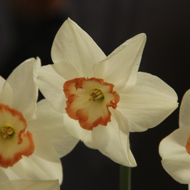 Narcissus 'Audubon'