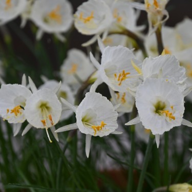 Narcissus cantabricus Nylon Group