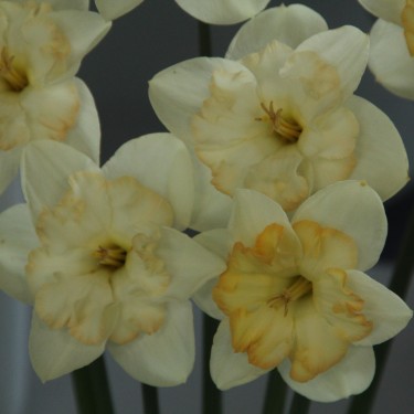 Narcissus 'Changing Colours'