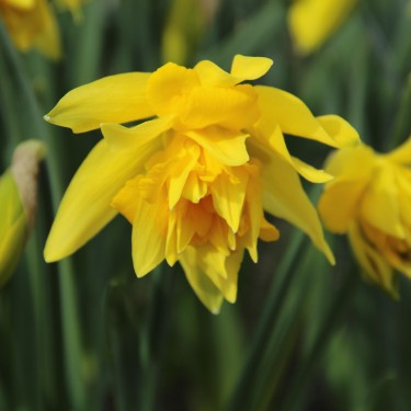 Narcissus 'Telamonius Plenus'