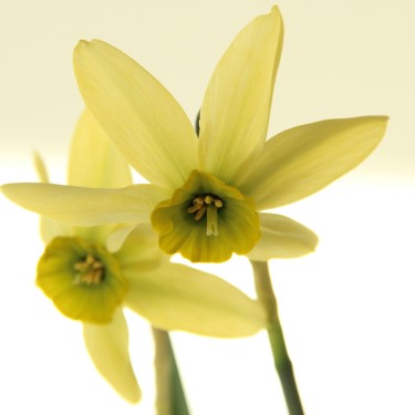Narcissus viridiflorus V