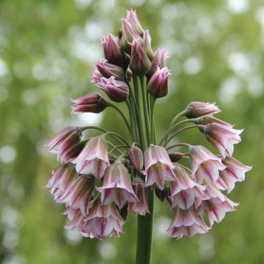 Nectaroscordum meliophyllum -kloon jr-