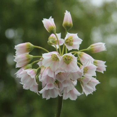 Nectaroscordum meliophyllum -zachtroze hoge kloon-