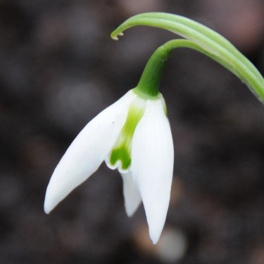 Galanthus 'Rosie'