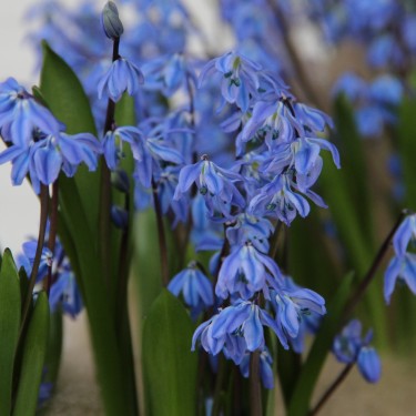 Scilla siberica 'Spring Beauty'